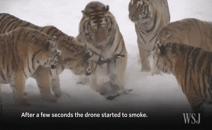 Video đàn hổ chơi đùa cùng drone lan truyền cực mạnh trên Internet và sự thật buồn đằng sau