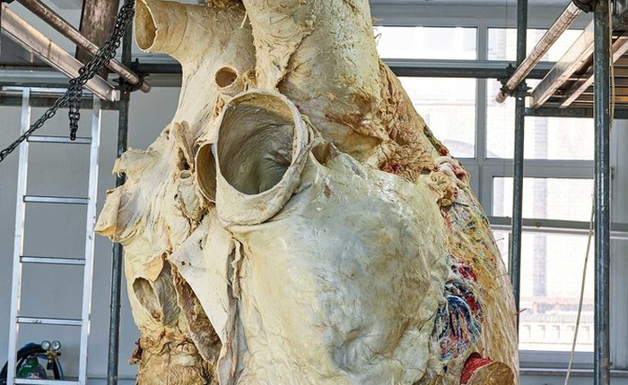 Đây là cách các nhà khoa học bảo quản quả tim cá voi nặng 200 kilogram