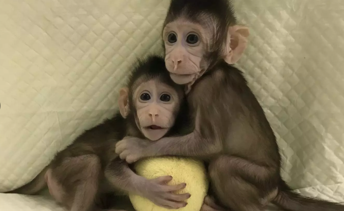 Các nhà khoa học Trung Quốc vừa nhân bản thành công khỉ