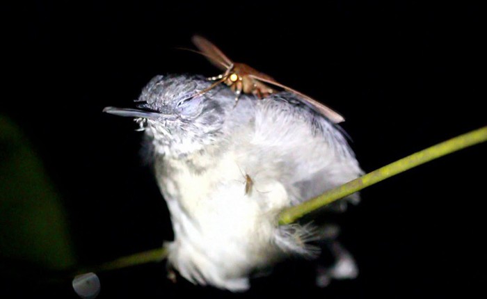 Cảnh tượng hiếm gặp: con bướm đêm đang uống nước mắt của con chim