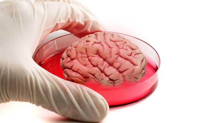Các nhà khoa học Mỹ nuôi được "bộ não mini" sống tới 9 tháng trong ống nghiệm