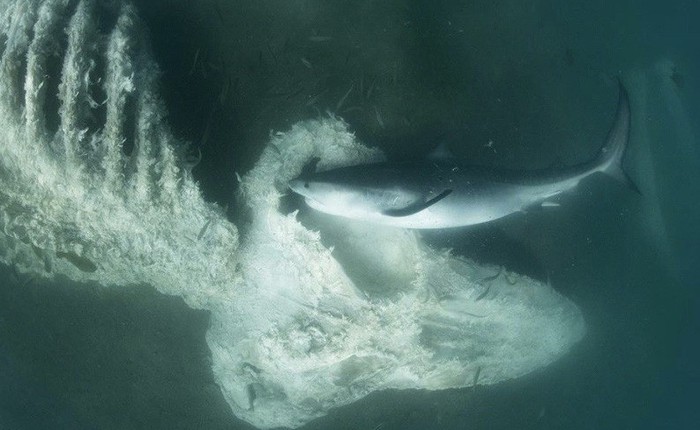 [Video] Chuyện gì xảy ra khi xác con cá voi chìm xuống đáy biển?
