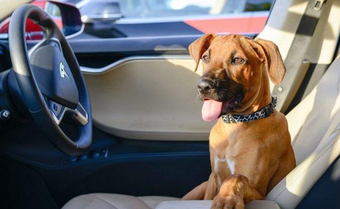 Tesla sẽ sớm có chế độ Dog mode nhằm tránh những chú cún nhà bạn bị "chết oan" trong xe