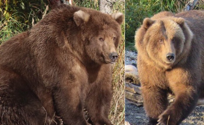 Cứ vào thời gian này ở Alaska, toàn bộ gấu sẽ béo như lợn