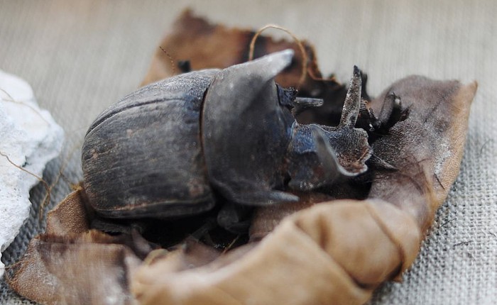 Kỳ lạ: Phát hiện nhiều xác ướp của bọ hung và mèo tại một ngôi mộ Ai Cập cổ đã 4.500 năm tuổi