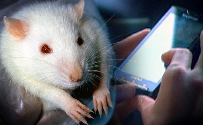 Đã có bằng chứng rõ ràng: Sóng điện thoại liên quan đến ung thư ở chuột - nhưng nó không đánh giá được nguy cơ với con người
