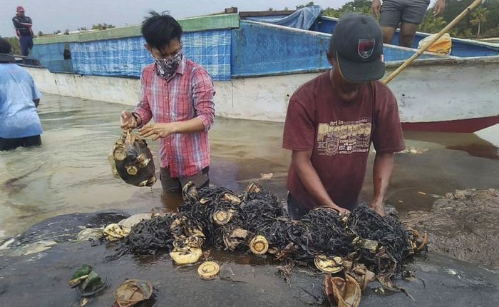 Tìm thấy 1000 mảnh nhựa và 2 đôi dép tông trong bụng cá nhà táng chết dạt vào bờ biển Indonesia