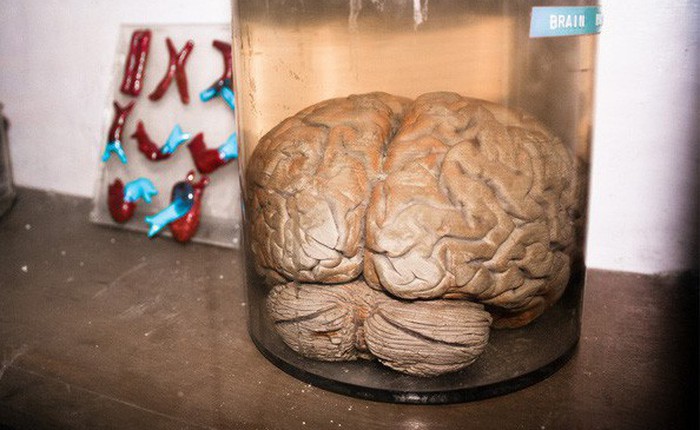Các nhà khoa học nuôi được não nhân tạo 6 tháng tuổi, lần đầu tiên phát ra sóng não giống trẻ sơ sinh