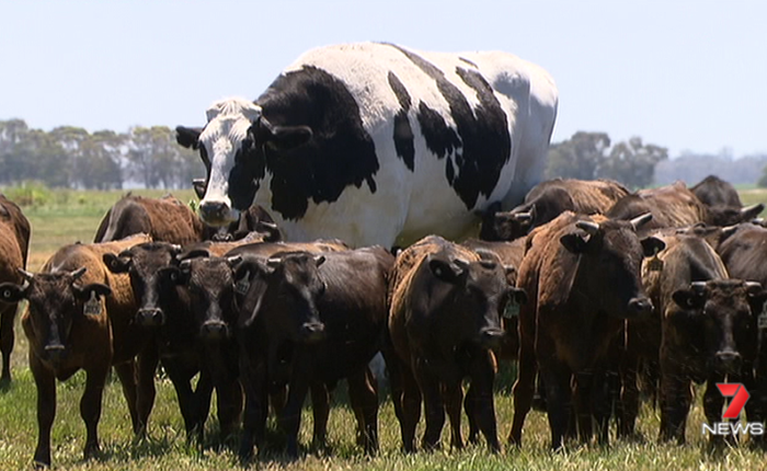 Chiêm ngưỡng "The Rock" của thế giới bò: Cao 1m93, nặng 1,4 tấn, thoát chết vì quá to không thể làm thịt