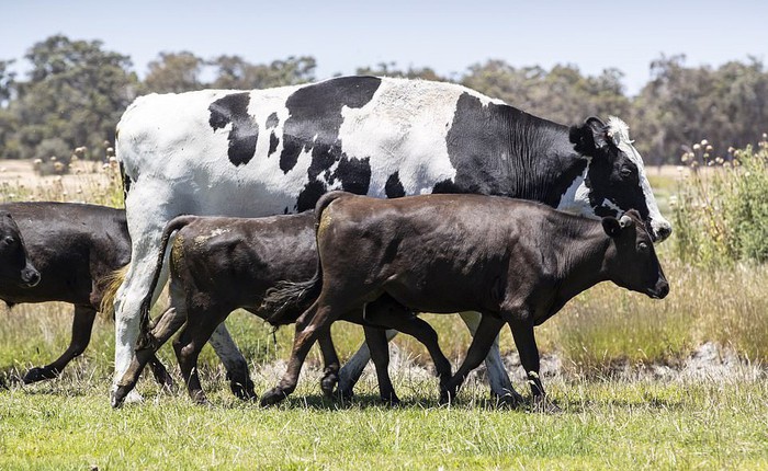 "The Rock" của thế giới bò: Đã bị thiến, mỗi ngày ăn hết 30kg cỏ và ngũ cốc, công việc chính là ngủ và chạy rông
