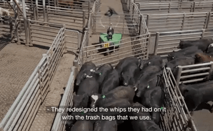 Con robot cầm hai túi rác phe phẩy để lùa bò này chính là cứu tinh cho các nhân viên tại nông trường Mỹ