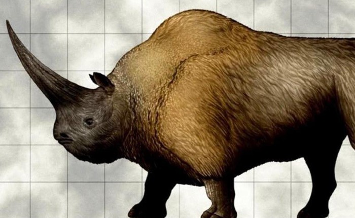 Kỳ lân Siberia - loài tê giác nặng tới 3,5 tấn tuyệt chủng do biến đổi khí hậu, không phải do con người