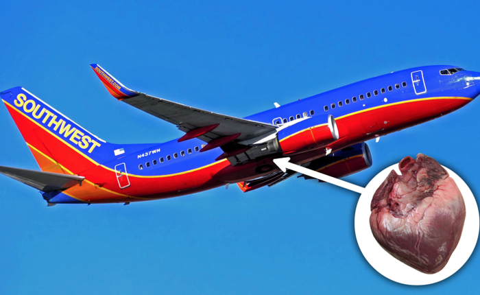 Mỹ: Ai đó đã để quên 1 quả tim người trên chuyến bay của Southwest Airlines