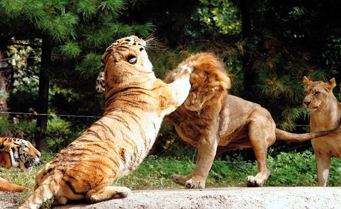 Hỏi cực khó: Hổ và sư tử đánh nhau, con nào sẽ thắng?