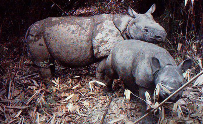 Tê giác một sừng có nguy cơ bị 'xóa sổ' sau thảm họa sóng thần tại Indonesia