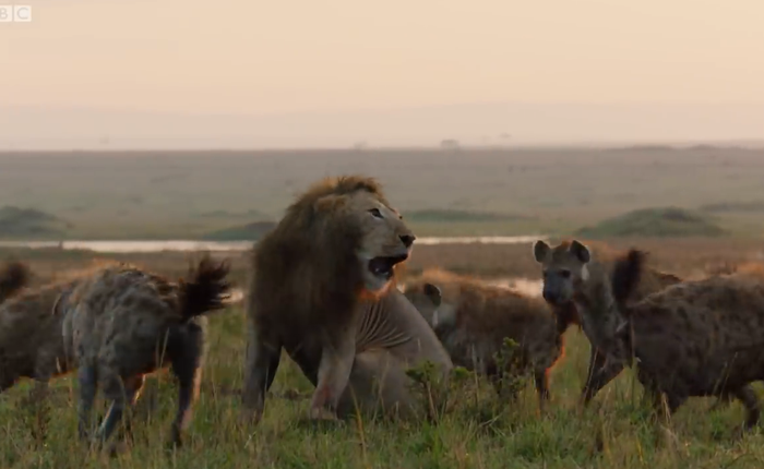 Video: Bị hơn 20 con linh cẩu cắn xé, vua sư tử may mắn thoát chết nhờ có anh em tới hộ giá