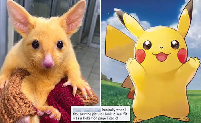 Con chồn possum đột biến suýt trở thành Pikachu đời thực, thiếu mỗi khả năng phóng điện