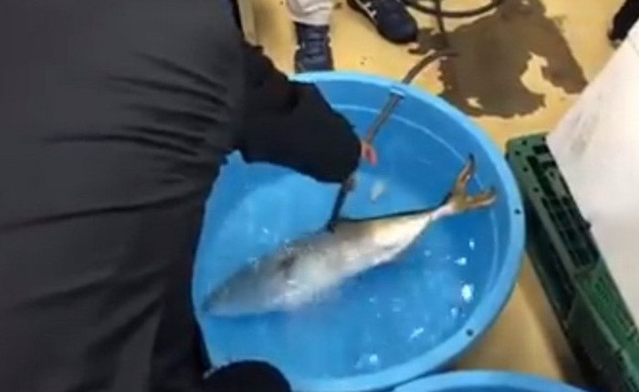 Video gây sốt cảnh chú cá đông lạnh "hồi sinh" thần kỳ sau khi được thả vào trong nước ấm