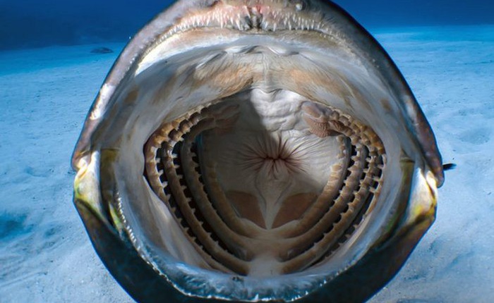 Chàng thợ lặn may mắn chộp được khoảnh khắc bên trong miệng một con cá lúc đang bơi
