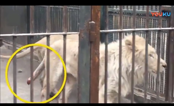 Sư tử ở vườn thú Trung Quốc tự cắn cụt đuôi để thoát khỏi hố nước đóng băng