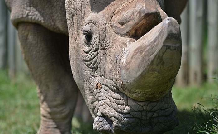 Sudan, con tê giác trắng đực cuối cùng trên trái đất đã chết