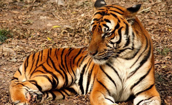 12 loài vật hoang dã đang đối diện nguy cơ tuyệt chủng, biến mất hoàn toàn khỏi Trái Đất