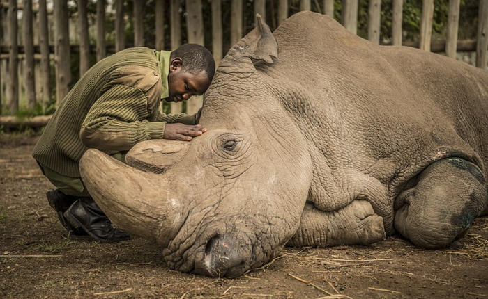Những hình ảnh xúc động về cuộc đời của Sudan, con tê giác trắng đực cuối cùng trên trái đất