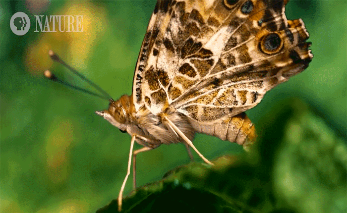 Ai mà có thể ngờ cảnh bươm bướm đẻ trứng vừa đẹp lại vừa đáng sợ thế này