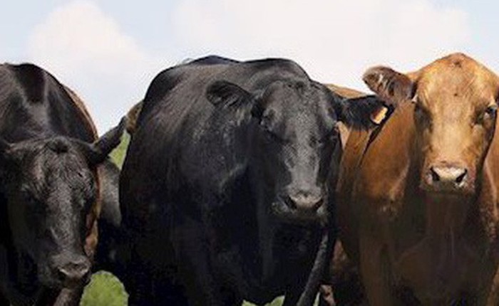 Hãng thương mại điện tử Trung Quốc JD.com sẽ áp dụng nền tảng Blockchain để theo dõi nguồn gốc thịt bò nhập khẩu