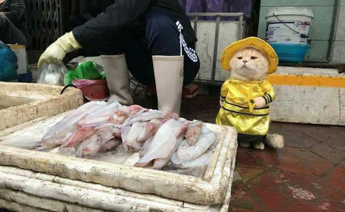 Chú mèo bán cá tên là Chó ở Hải Phòng gây sốt mạng xã hội vì quá dễ thương