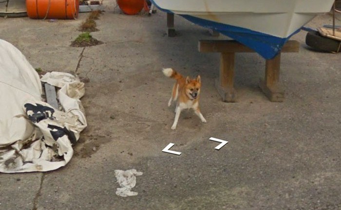 Chú chó tinh nghịch chạy theo xe Google Street View tại Nhật, tấm ảnh nào cũng đòi có mặt khiến cư dân mạng thích thú
