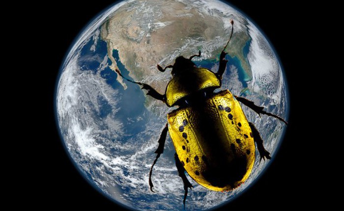 Chuyện gì sẽ xảy ra nếu côn trùng biến mất hoàn toàn khỏi mặt đất?