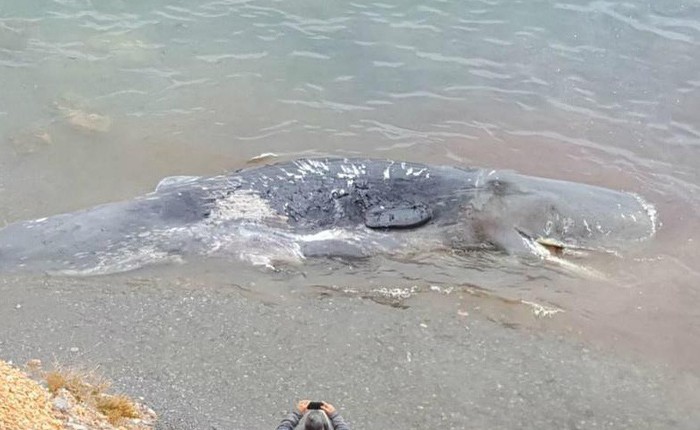 Hình ảnh gây sốc: Xác cá nhà táng dài 10m bị chết do ăn phải 30 kg nhựa được tìm thấy tại bờ biển Tây Ban Nha