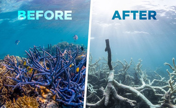 Viễn cảnh kinh hoàng nào đón đợi ta khi toàn bộ rạn san hô trên Trái đất này biến mất?