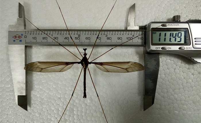 Trung Quốc: Tìm thấy con muỗi lớn nhất thế giới, sải cánh lên tới 11,15cm