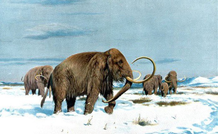 Các nhà khoa học muốn sử dụng gen của voi ma mút để tạo ra giống voi mới có thể sống sót trong điều kiện lạnh giá