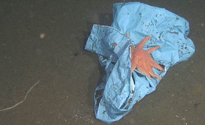 Tìm thấy túi rác nhựa sâu 10.000m dưới đáy biển - kỷ lục vứt rác của loài người là đây