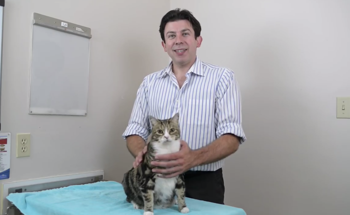Bác sĩ thú y hàng đầu chỉ cho bạn cách ghìm mèo cho an toàn và cách bế mèo đi chơi cho hiệu quả