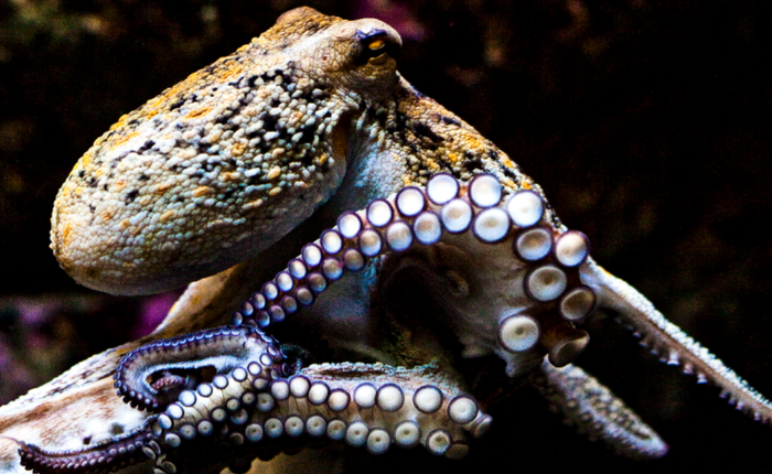Một nhóm các nhà khoa học quốc tế tin rằng bạch tuộc là sinh vật ngoài hành tinh
