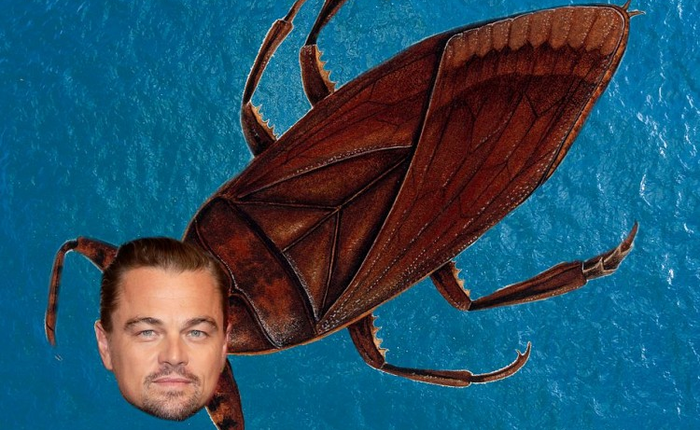 DiCaprio vừa đổi avatar thành con bọ, lý do đằng sau sẽ khiến bạn thêm nể phục nam tài tử này