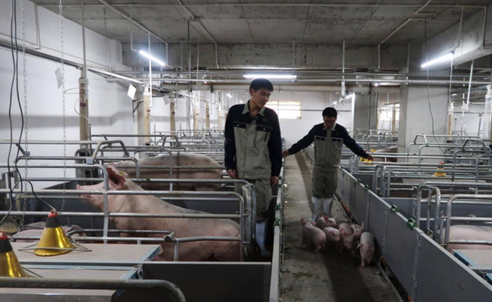 Người Trung Quốc xây hẳn "khách sạn 7 tầng" để... nuôi lợn