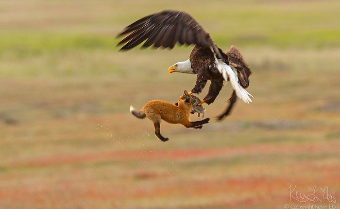 Nhiếp ảnh gia chụp được chùm ảnh siêu hiếm: Đại bàng nhấc bổng con cáo lên không trung, chiến đấu 8 giây vì con thỏ trong miệng cáo