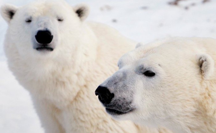 10 sự thật ngỡ ngàng về động vật ở Bắc Cực mà không phải ai cũng biết