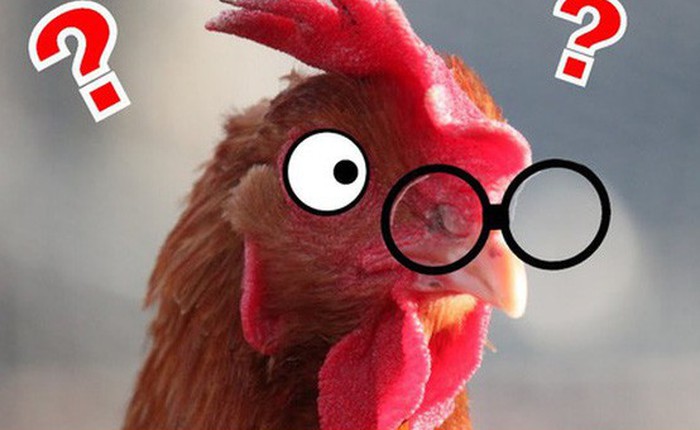 Case study kinh điển ở Harvard: "Gã điên" đốt tiền tấn để nghiên cứu làm kính áp tròng cho… gà, cung ứng cho hầu hết trại gà lớn khắp nước Mỹ và trở thành triệu phú đô la