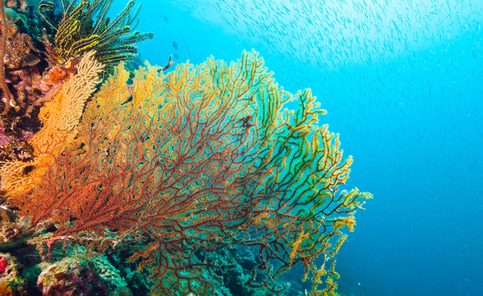 Rạn san hô lớn nhất thế giới Great Barrier đã 5 lần suýt bị hủy diệt trong suốt 30.000 năm qua