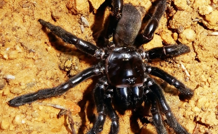 Con nhện già nhất thế giới đã chết vì bị ong đốt