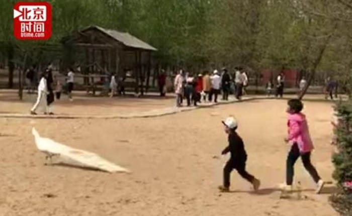 Trung Quốc: Bố mẹ thản nhiên nhìn con đuổi bắt, vặt lông chim công trong vườn thú