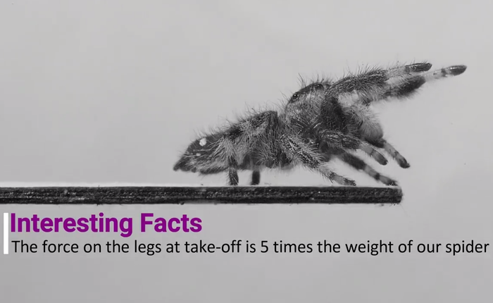 Các nhà khoa học thành công trong việc dạy nhện nhảy bằng 4 chân