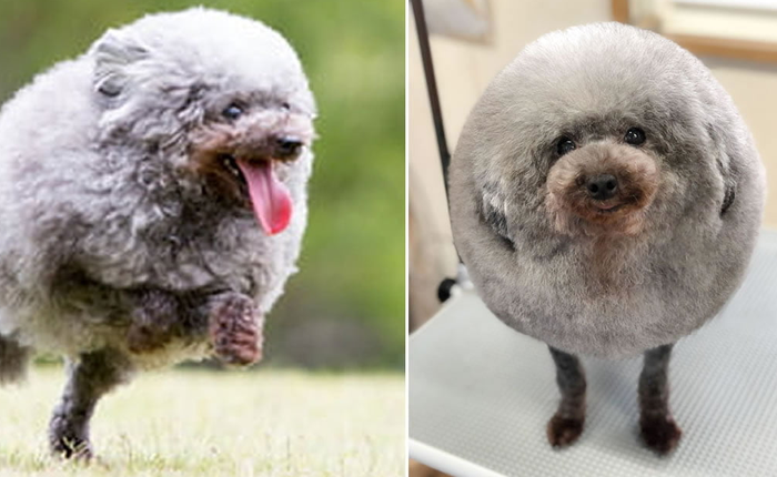 Hàng loạt chú chó bỗng "hóa cừu" sau khi tới làm đẹp ở salon thú kiểng Nhật Bản