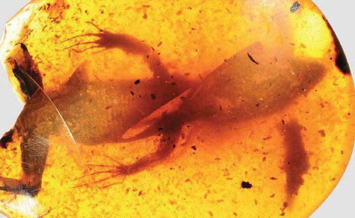 Phát hiện xác của loài ếch cổ đại được bảo quản bên trong 4 mảnh hổ phách 100 triệu năm tuổi